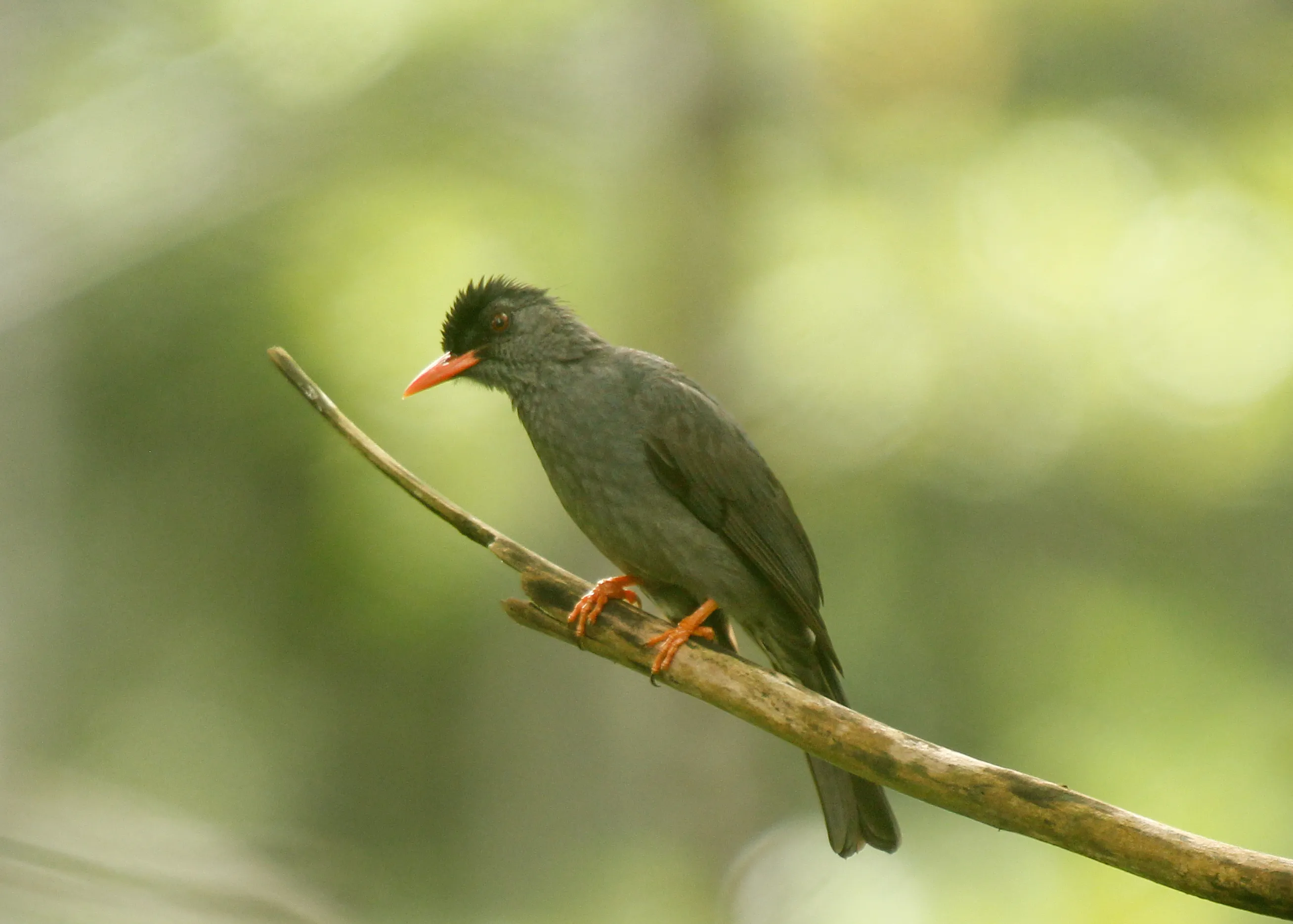 Square-tailed bulbul